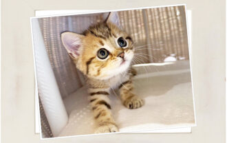 ブリティッシュショートヘア