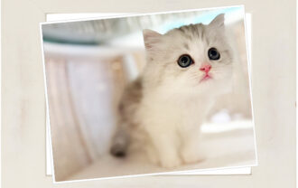 ブリティッシュロングヘア