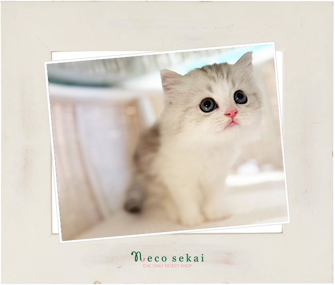 ブリティッシュロングヘア 2025.09.29 二子玉川店 入店