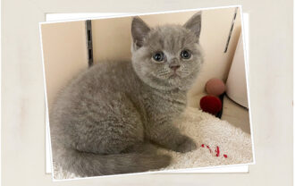 ブリティッシュショートヘア