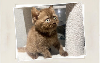 ブリティッシュショートヘア