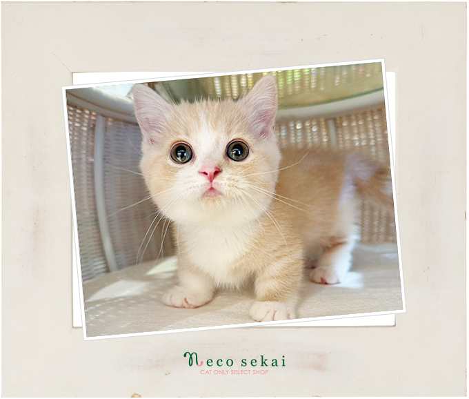 ミヌエット 2025.10.14 二子玉川店 入店／ショップにいる子猫