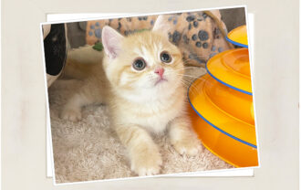 ブリティッシュショートヘア