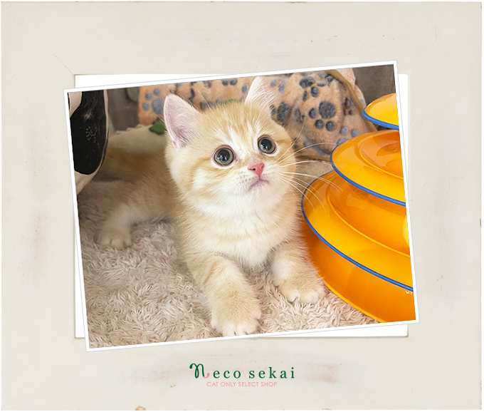 ブリティッシュショートヘア