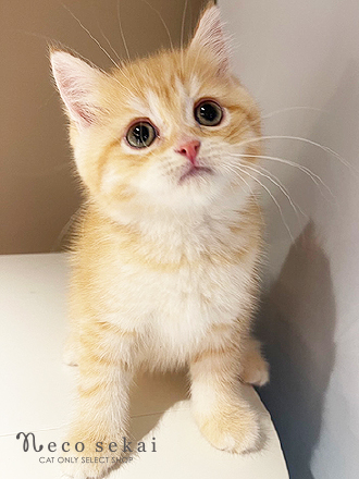 ブリティッシュショートヘア