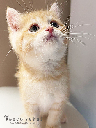 ブリティッシュショートヘア