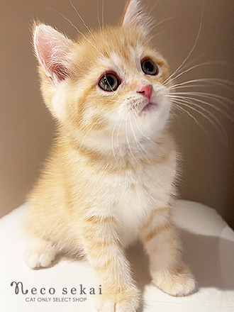 ブリティッシュショートヘア