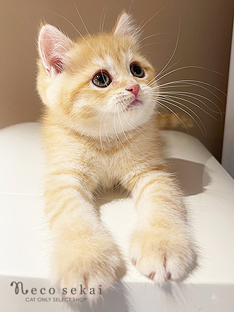 ブリティッシュショートヘア