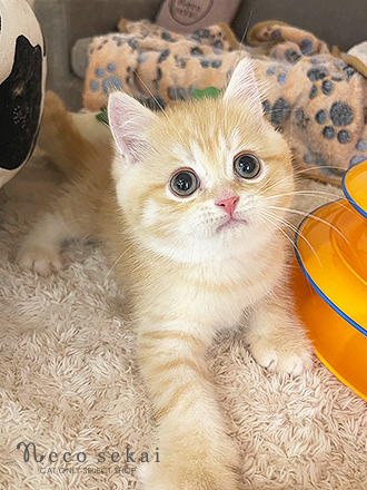 ブリティッシュショートヘア