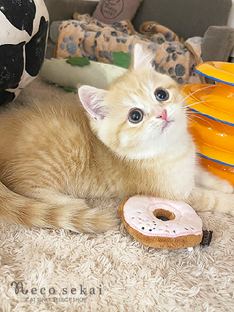 ブリティッシュショートヘア