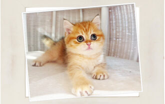 ブリティッシュショートヘア