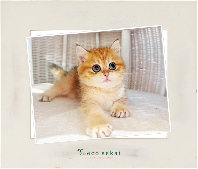 ブリティッシュショートヘア