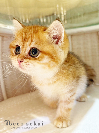 ブリティッシュショートヘア