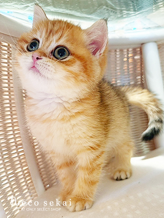 ブリティッシュショートヘア