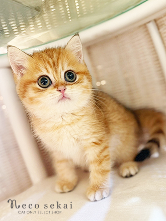 ブリティッシュショートヘア