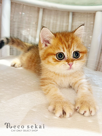 ブリティッシュショートヘア