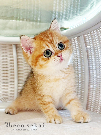 ブリティッシュショートヘア