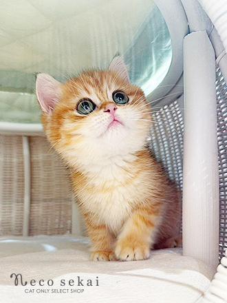 ブリティッシュショートヘア