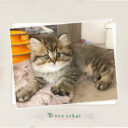 スコティッシュフォールド