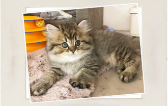 スコティッシュフォールド