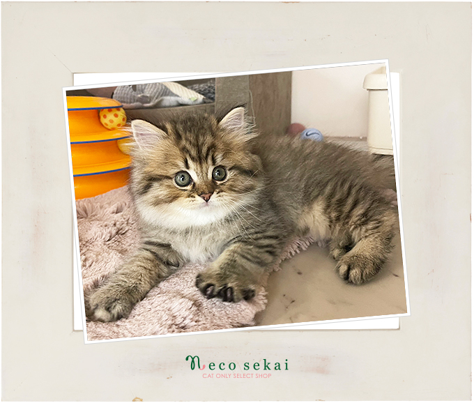 スコティッシュフォールド