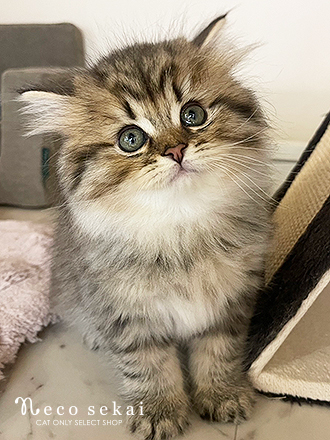 スコティッシュフォールド