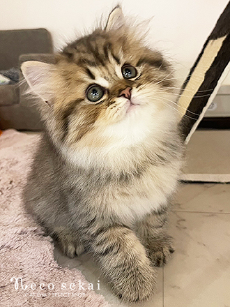 スコティッシュフォールド