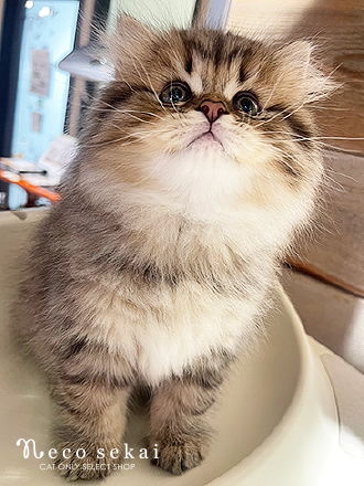 スコティッシュフォールド