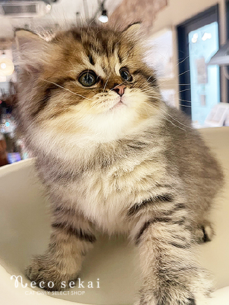 スコティッシュフォールド