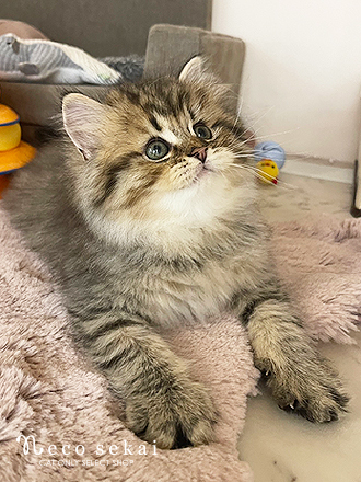 スコティッシュフォールド