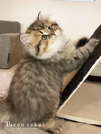 スコティッシュフォールド