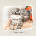 スコティッシュフォールド