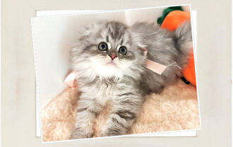 スコティッシュフォールド