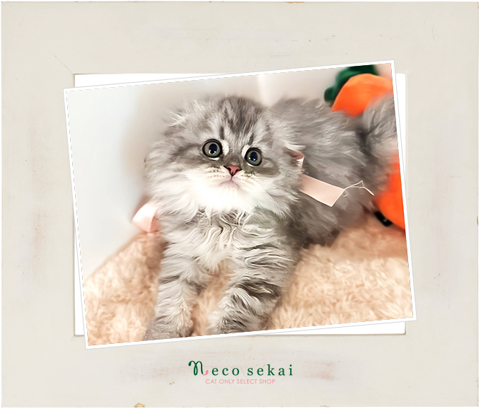 スコティッシュフォールド