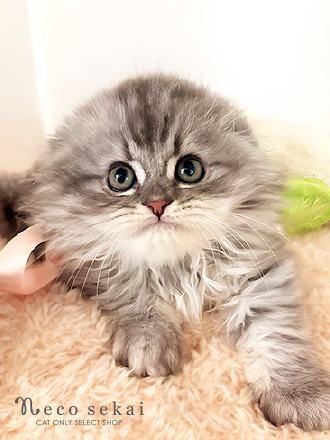 スコティッシュフォールド