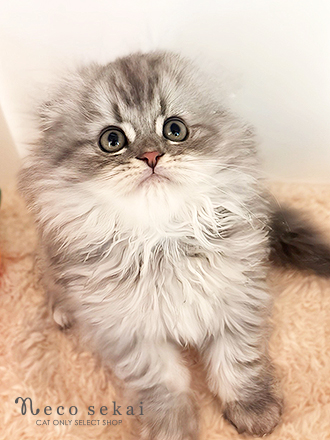 スコティッシュフォールド