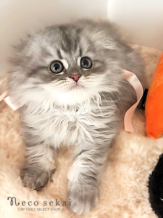 スコティッシュフォールド