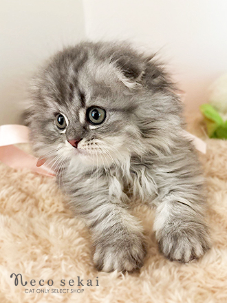 スコティッシュフォールド