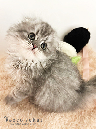 スコティッシュフォールド