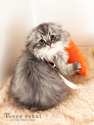 スコティッシュフォールド