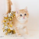 ブリティッシュショートヘア