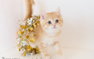 ブリティッシュショートヘア