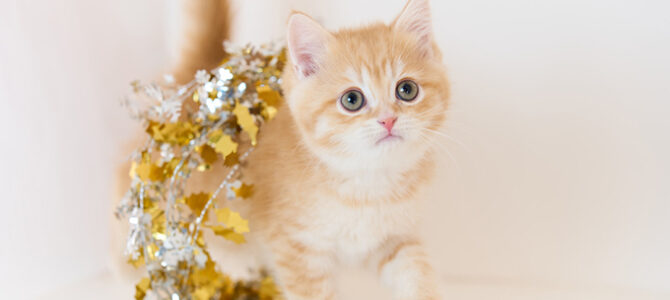 ブリティッシュショートヘア