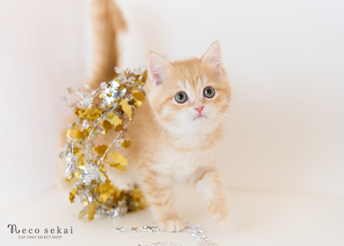 ブリティッシュショートヘア