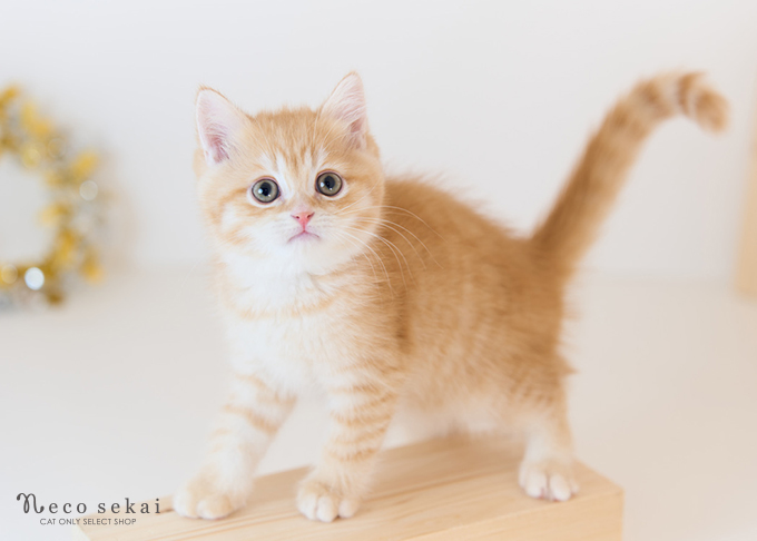 ブリティッシュショートヘア