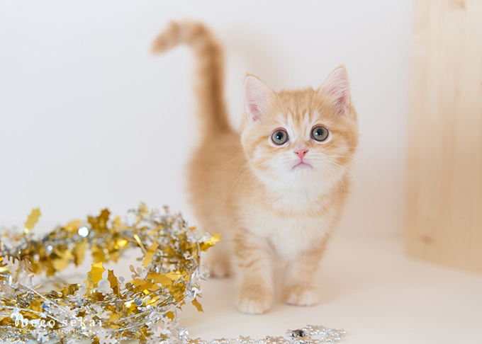 ブリティッシュショートヘア