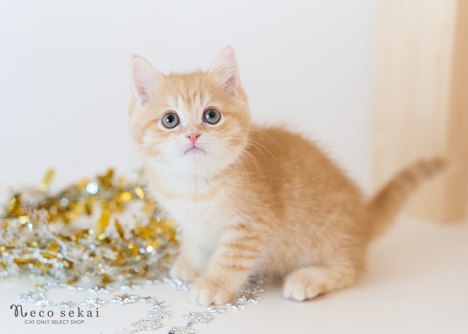 ブリティッシュショートヘア