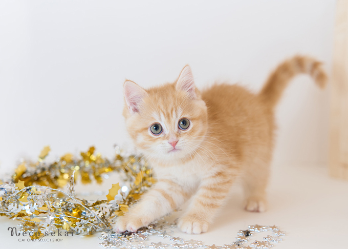 ブリティッシュショートヘア