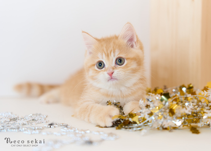 ブリティッシュショートヘア