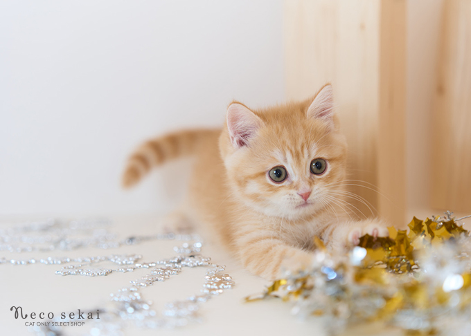 ブリティッシュショートヘア